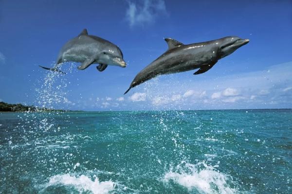 &laquo;Мы едва не сошли с ума&raquo;. Косатки-убийцы атакуют яхты у берегов Европы