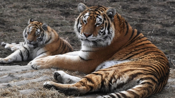 Арамилев: разжигающих ненависть к краснокнижным видам нужно наказывать