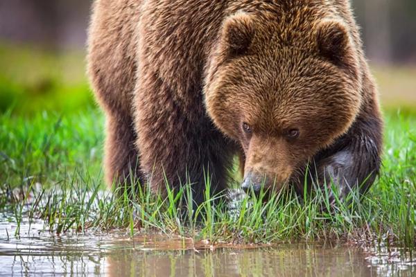 Долина гейзеров на Камчатке: медведь и туман