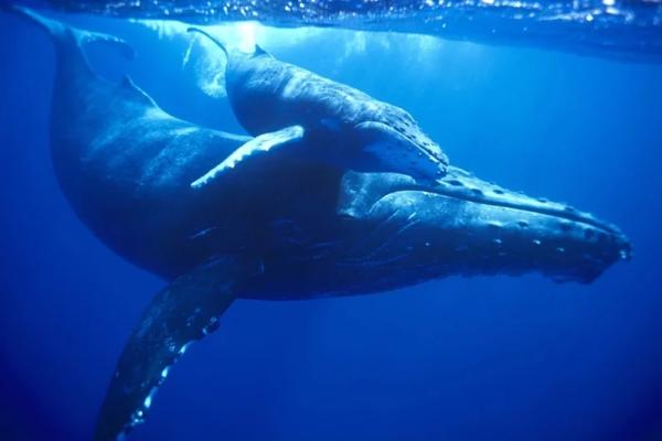 &laquo;Мы едва не сошли с ума&raquo;. Косатки-убийцы атакуют яхты у берегов Европы