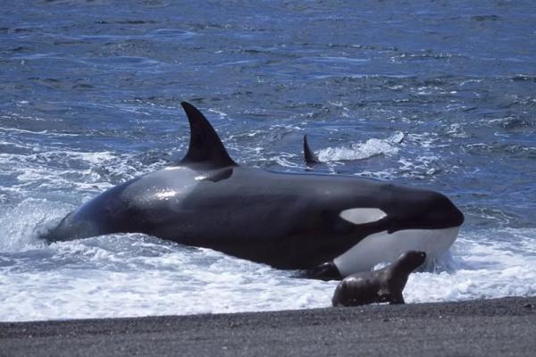 &laquo;Мы едва не сошли с ума&raquo;. Косатки-убийцы атакуют яхты у берегов Европы