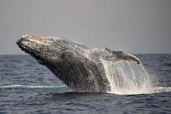 &laquo;Мы едва не сошли с ума&raquo;. Косатки-убийцы атакуют яхты у берегов Европы