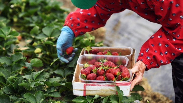 Нутрициолог Пырьева: клубнику, землянику и шиповник можно считать псевдоягодами