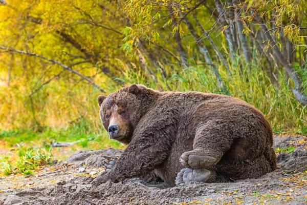 Обманчиво спокойная Пышка. История одного кадра мастера