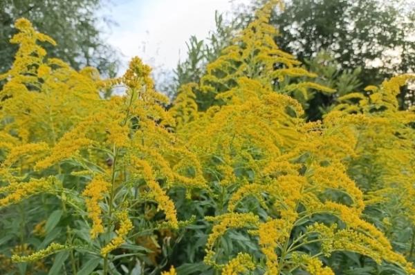 Пища богов или смертельный враг? Чем опасна амброзия