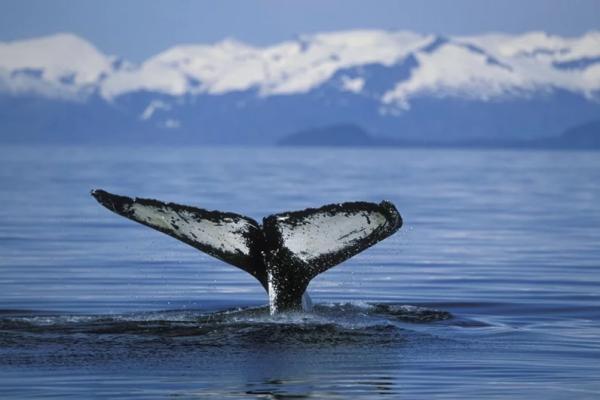 &laquo;Мы едва не сошли с ума&raquo;. Косатки-убийцы атакуют яхты у берегов Европы