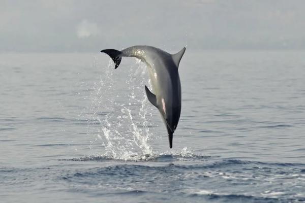 &laquo;Мы едва не сошли с ума&raquo;. Косатки-убийцы атакуют яхты у берегов Европы