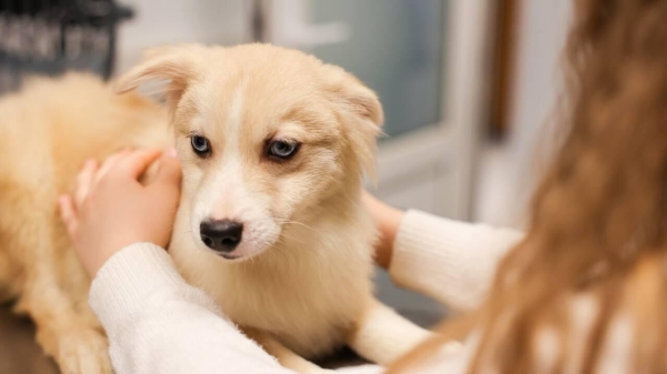 Кинолог Голубев: собаки любят смотреть по ТВ передачи про спорт и окружающий мир Кинолог Голубев: собаки любят смотреть по ТВ передачи про спорт и окружающий мир