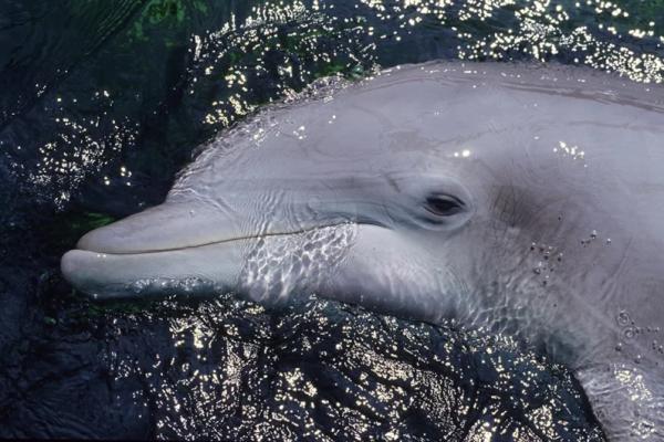 &laquo;Мы едва не сошли с ума&raquo;. Косатки-убийцы атакуют яхты у берегов Европы