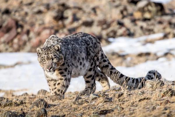 Хищная грация. Уникальный кадр-финалист &laquo;Первозданной России&raquo;