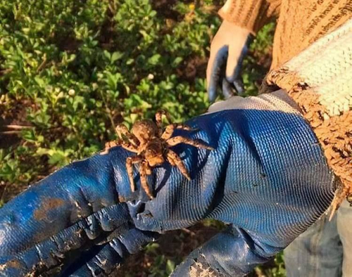 Подмосковье атаковали тарантулы